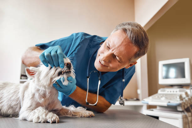  Houghton, NY Emergency Dentist Pros